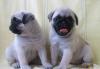 Щенки мопса с документами превью 597706.