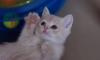 Британский котик кремового окраса -"абрикосик" превью 597721.