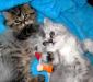Котик Персидский.папа и мама у нас превью 599577.