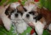 Очаровательные  Ши-тцу превью 599599.