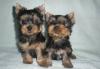 Щенки  2 месяца привиты по возрасту  мини до 1.5кг превью 599816.