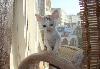 Превью Котята корниш рекс Ярославль - 1