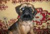 Щенки гриффона и брабансона превью 62882.