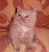 Превью Котята шотландской вислоухой кошки Нижний Новгород - 2