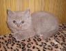 Превью Котята шотландской вислоухой кошки Нижний Новгород - 3