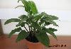 Комнатные растения превью 66452
