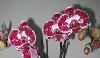 Орхидея Фаленопсис домашняя, дешево превью 69148