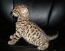 Бенгальские котята превью 600154.