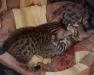 Котята бенгальской породы превью 601663.
