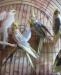 Превью Крупные птенцы кореллаШикарного качества Санкт-Петербург - 1