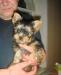 Недорого продам подрощенную суку йорка превью 601994.