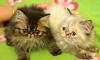 Персидские  котята  разных окрасов все есть превью 600280.