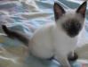 Сиамские котята превью 602255.