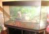 Аквариум 150 литров с тумбой,со светом превью 602874 Аквариум 150 литров с тумбой,со светом превью 602874.