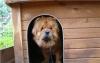 Чау чау в добрые руки превью 604704.