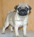 Мопс щенки превью 604817.