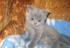 Британские голубые котята превью 604933.