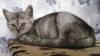 Превью Шотландские котята дымного окраса Москва - 2