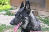 Щенки восточноевропейской овчарки превью 605012.