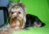 Йоркширский терьер очень красивые мальчики превью 605486.