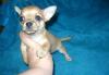 Чихуахуа- беби фейс шикарная малышка РКФ превью 606291.