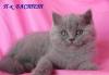 Превью Девочка британка Королев - 1