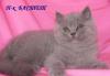 Превью Девочка британка Королев - 3