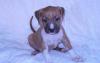 Американский стаффордширский терьер щенки превью 606813.