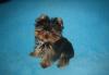 Йоркширские терьеры мини щенки превью 606843.