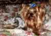 Йоркширский терьер  кобель предлагаем для вязок превью 608291.