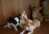 Щенки чихуахуа,девочки превью 608321.