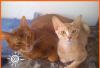 Любителям экзотики. Серебристый абиссинский котик превью 608744.
