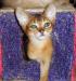 Абиссинский котик Патрик превью 609169.