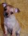 Щенка чихуахуа, мальчик г/ш рыжий окрас превью 609321.