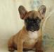 Французский бульдог  мальчик рыжего окраса превью 609983.