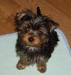 Щенки йоркширского терьера превью 611550.