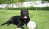 Щенки Кане-Корсо черные превью 611941.