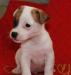 Джек рассел терьера щенок превью 612196.
