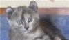 Американский кёрл котята превью 612561.