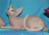 Превью Голенькие котята - Канадского сфинкса Москва - 2