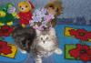 Британские котята превью 612947.