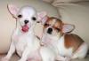 Превью Чихуахуа    щенки  мини   редких  окрасов  гш Москва - 3