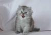 Британские зеленоглазые котята превью 610365.
