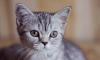 Очаровательная британская кошечка 3 мес превью 613069.