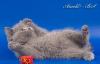 Британский голубой плюшевый котенок превью 613329.