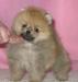 Щенки померанского карликового шпица превью 614189.