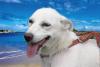 Белая небольшая собачка ищет хозяина превью 614397.