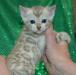 Бенгальские котята превью 614500.