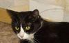 Моника - грациозная кошечка-пантерка в дар превью 614502.