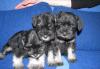 Щенки цвергшнауцера превью 614745.